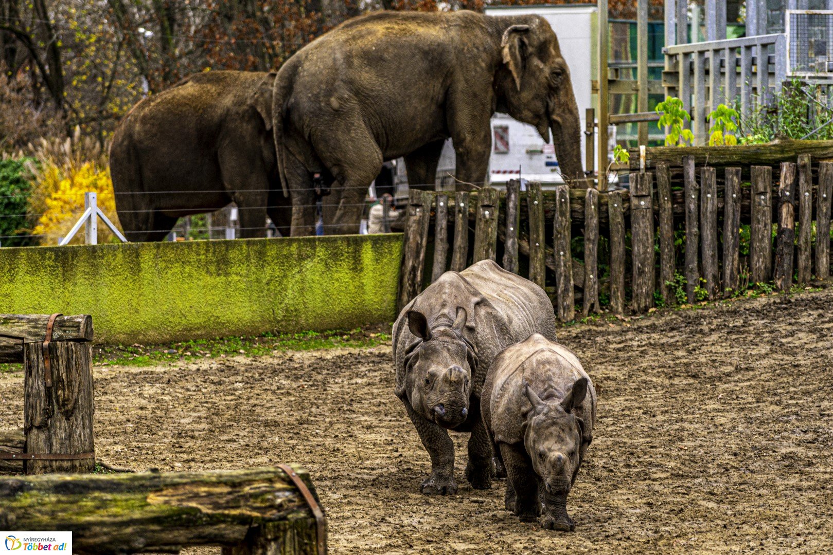Őszi séta az Nyíregyházi Állatparkban