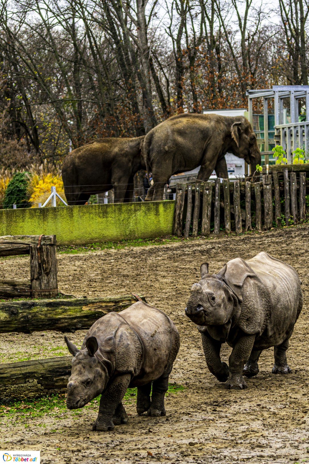 Őszi séta az Nyíregyházi Állatparkban