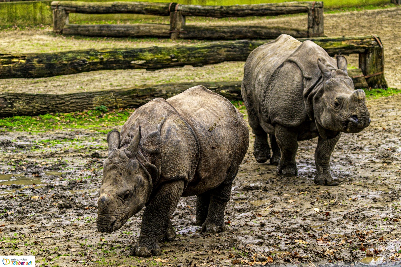 Őszi séta az Nyíregyházi Állatparkban