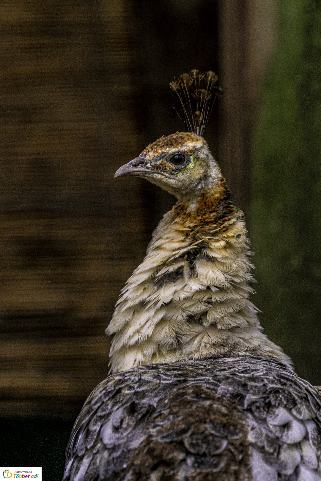 Őszi séta az Nyíregyházi Állatparkban