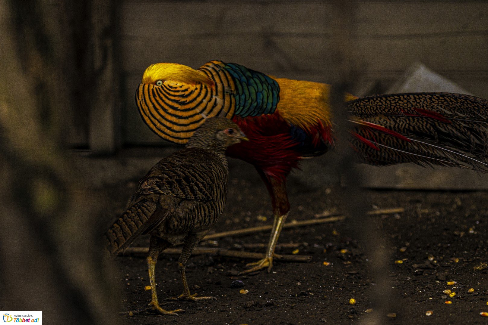 Őszi séta az Nyíregyházi Állatparkban