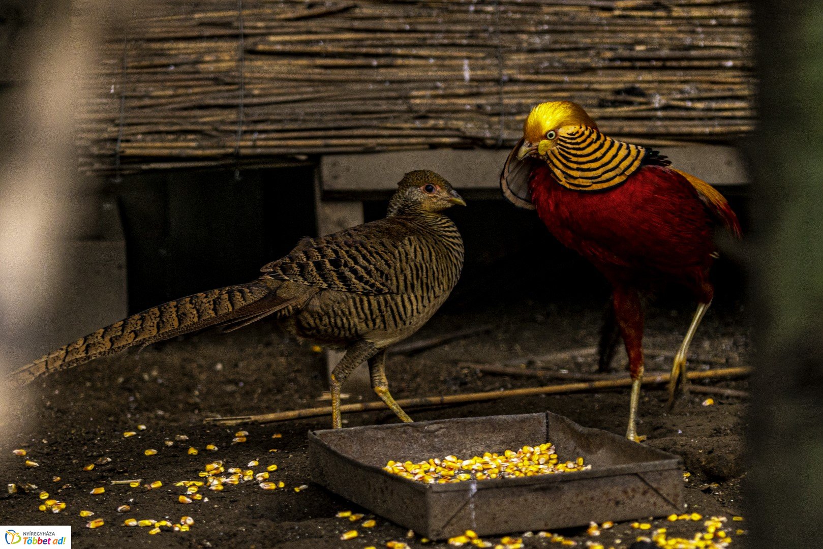 Őszi séta az Nyíregyházi Állatparkban