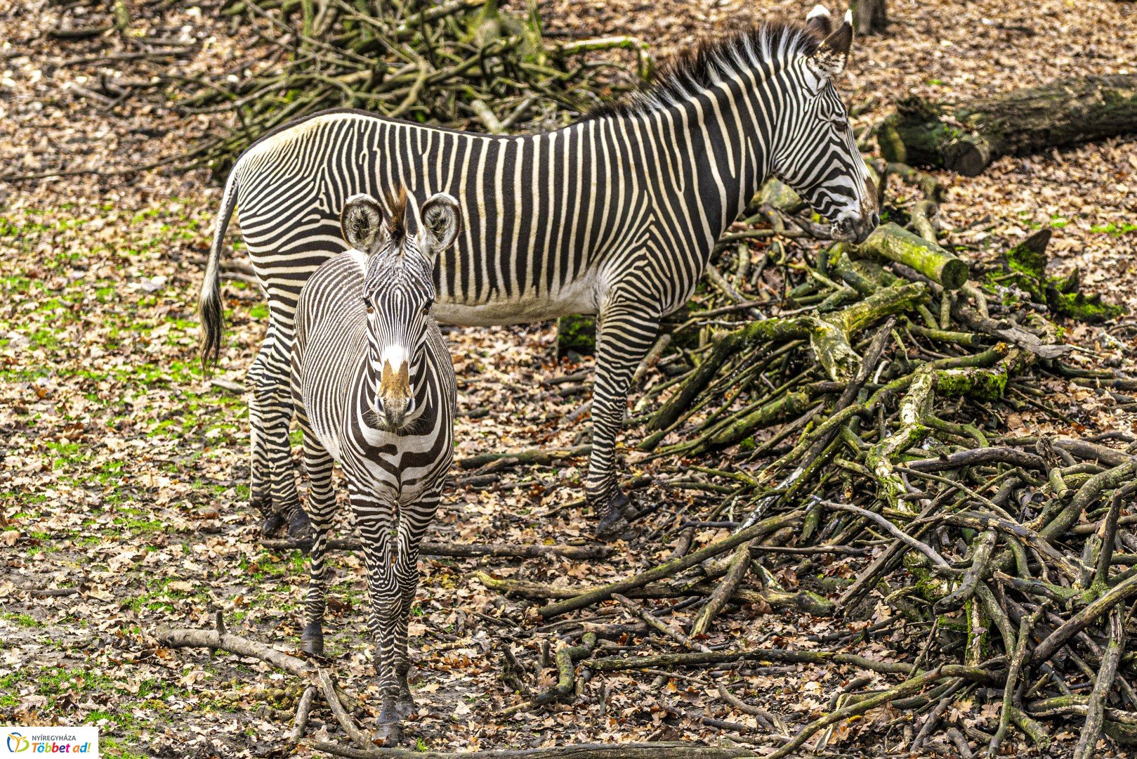 Őszi séta az Nyíregyházi Állatparkban
