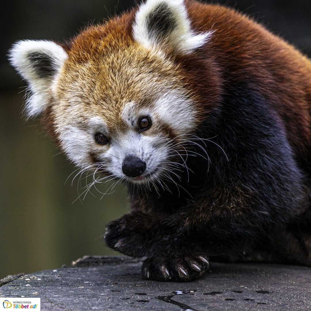 Őszi séta az Nyíregyházi Állatparkban
