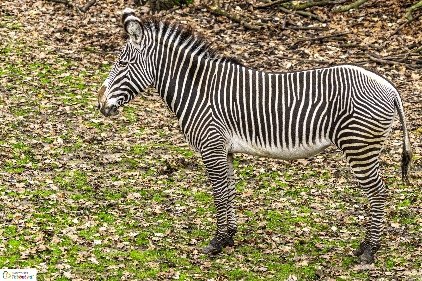Őszi séta az Nyíregyházi Állatparkban