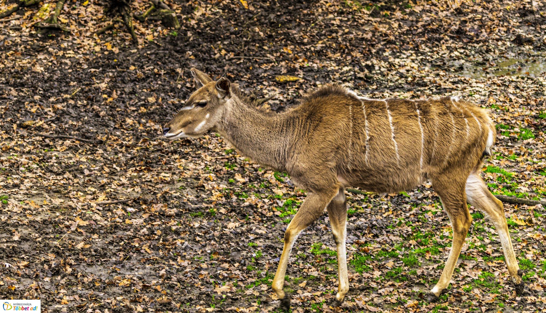 Őszi séta az Nyíregyházi Állatparkban