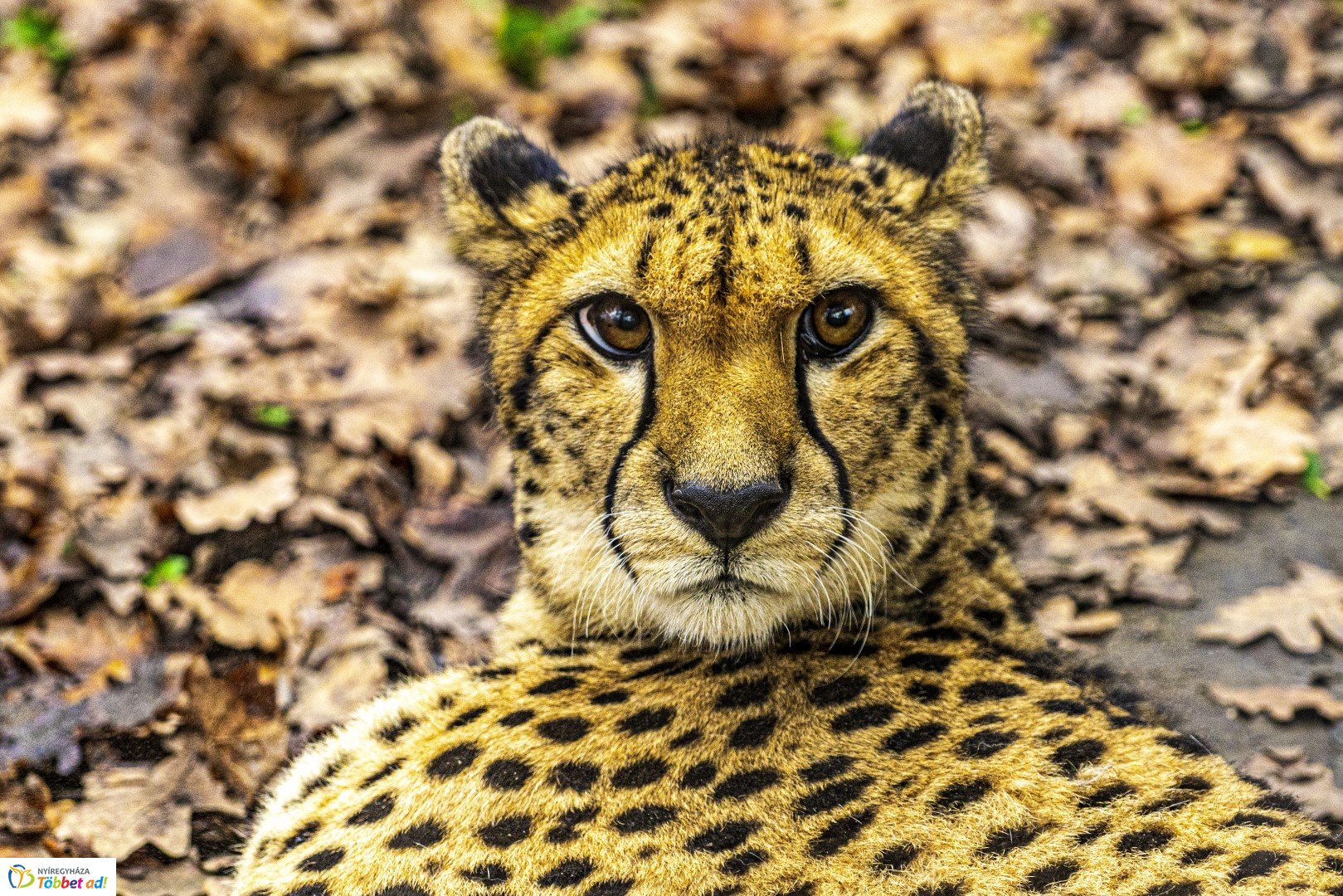Őszi séta az Nyíregyházi Állatparkban