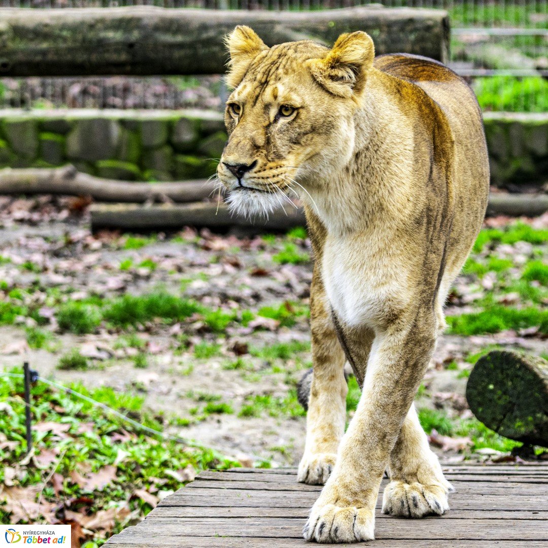 Őszi séta az Nyíregyházi Állatparkban