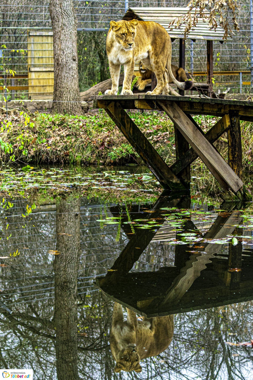 Őszi séta az Nyíregyházi Állatparkban