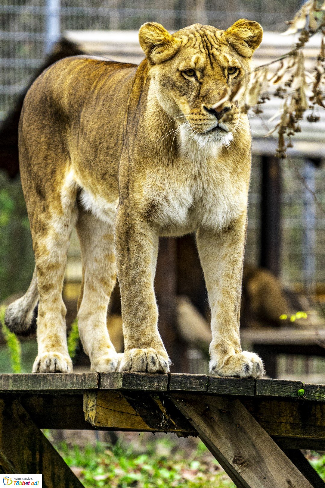 Őszi séta az Nyíregyházi Állatparkban