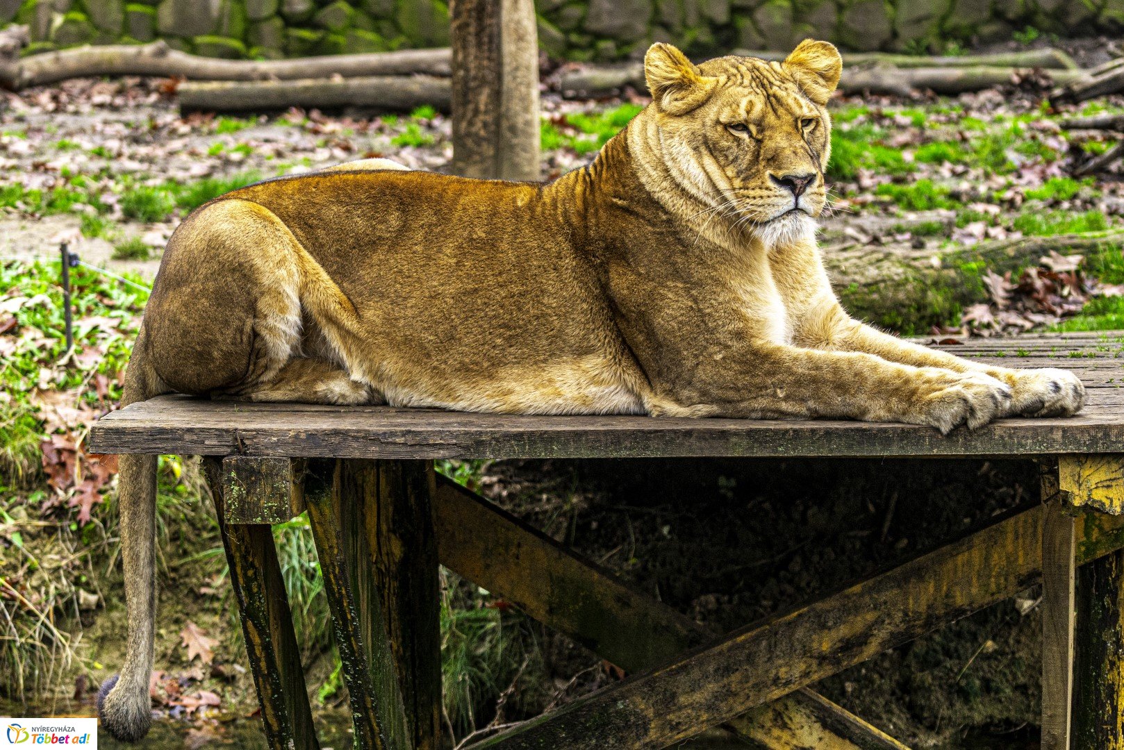 Őszi séta az Nyíregyházi Állatparkban