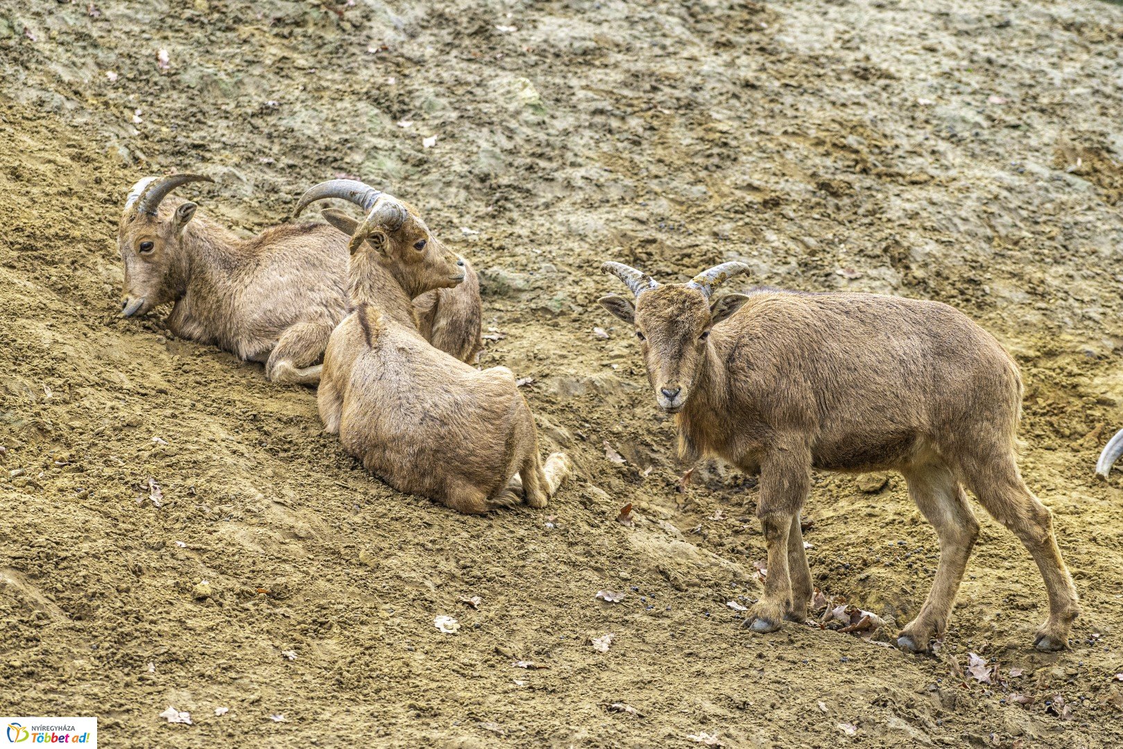 Őszi séta az Nyíregyházi Állatparkban