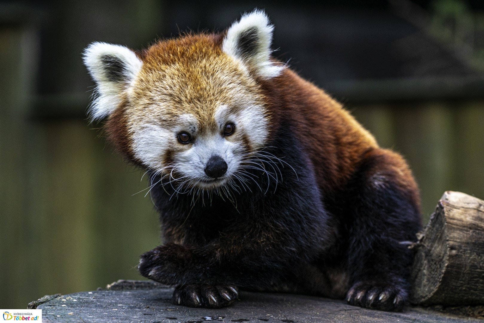 Őszi séta az Nyíregyházi Állatparkban