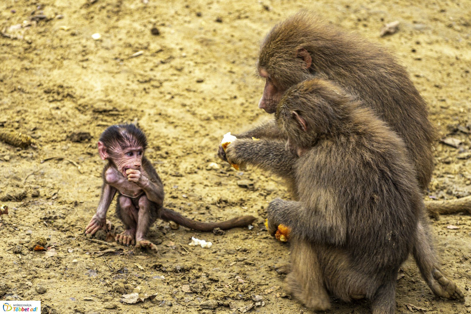 Őszi séta az Nyíregyházi Állatparkban