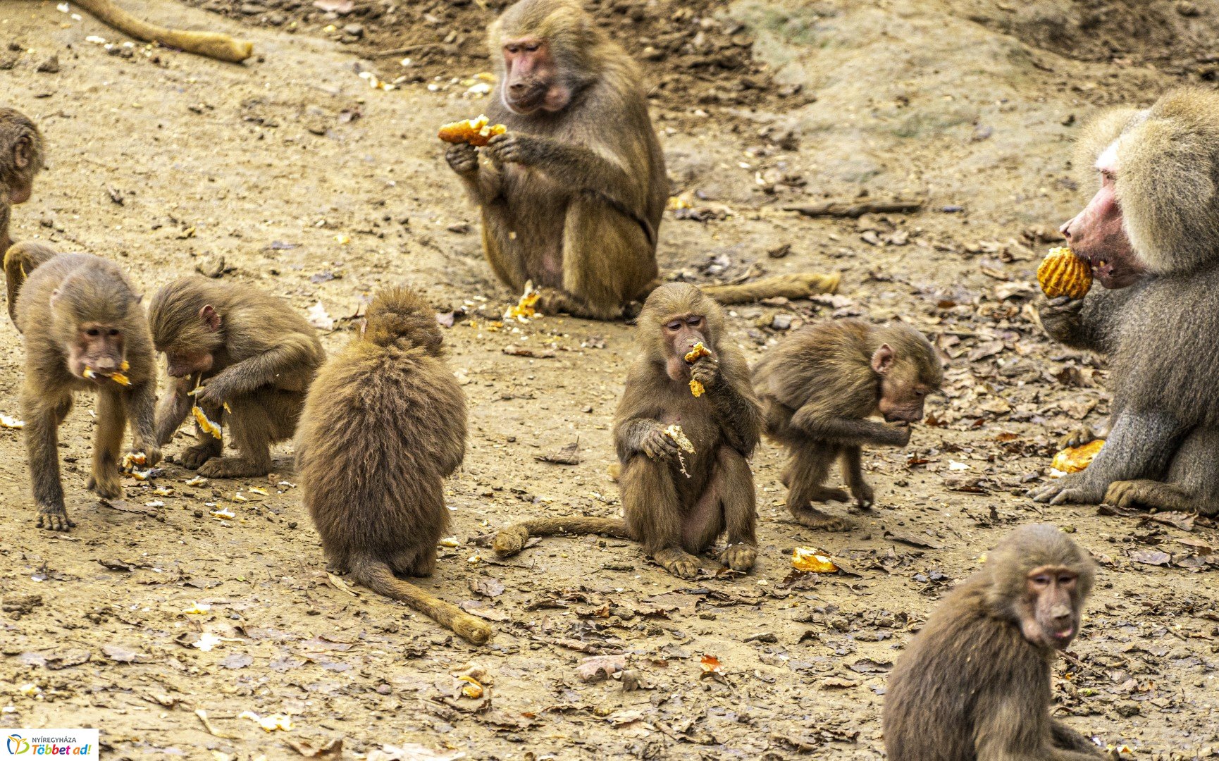 Őszi séta az Nyíregyházi Állatparkban