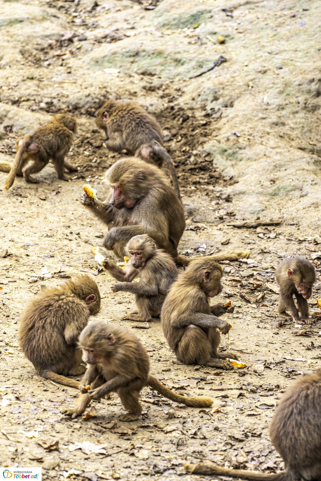 Őszi séta az Nyíregyházi Állatparkban