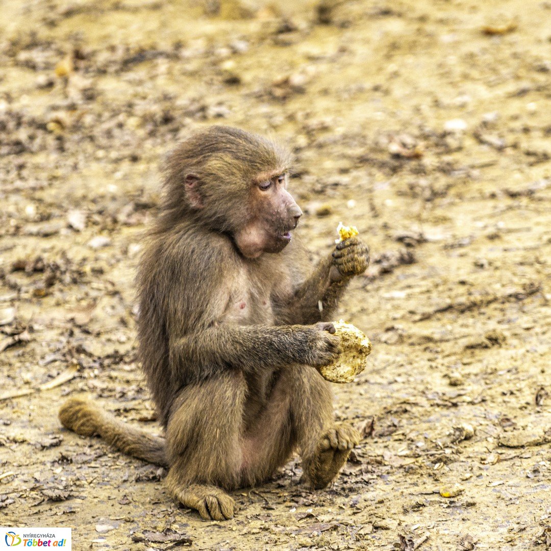 Őszi séta az Nyíregyházi Állatparkban