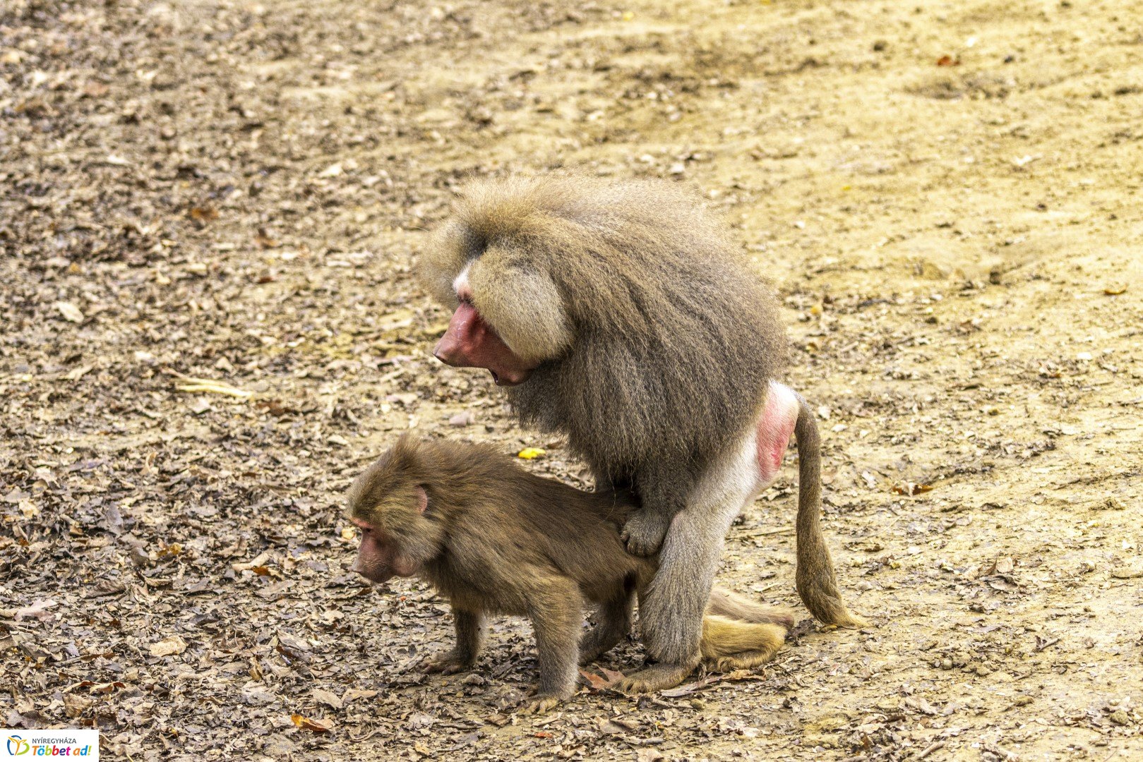 Őszi séta az Nyíregyházi Állatparkban