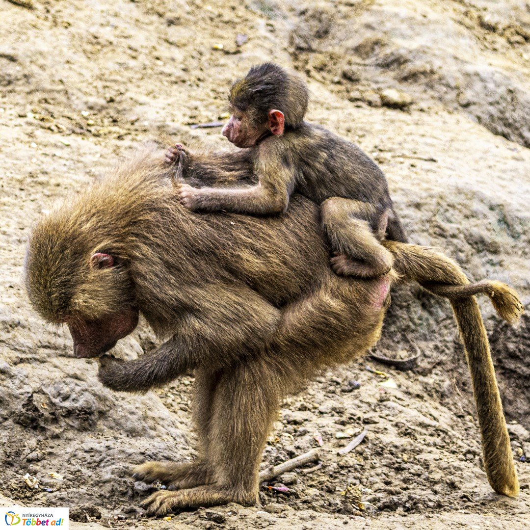 Őszi séta az Nyíregyházi Állatparkban