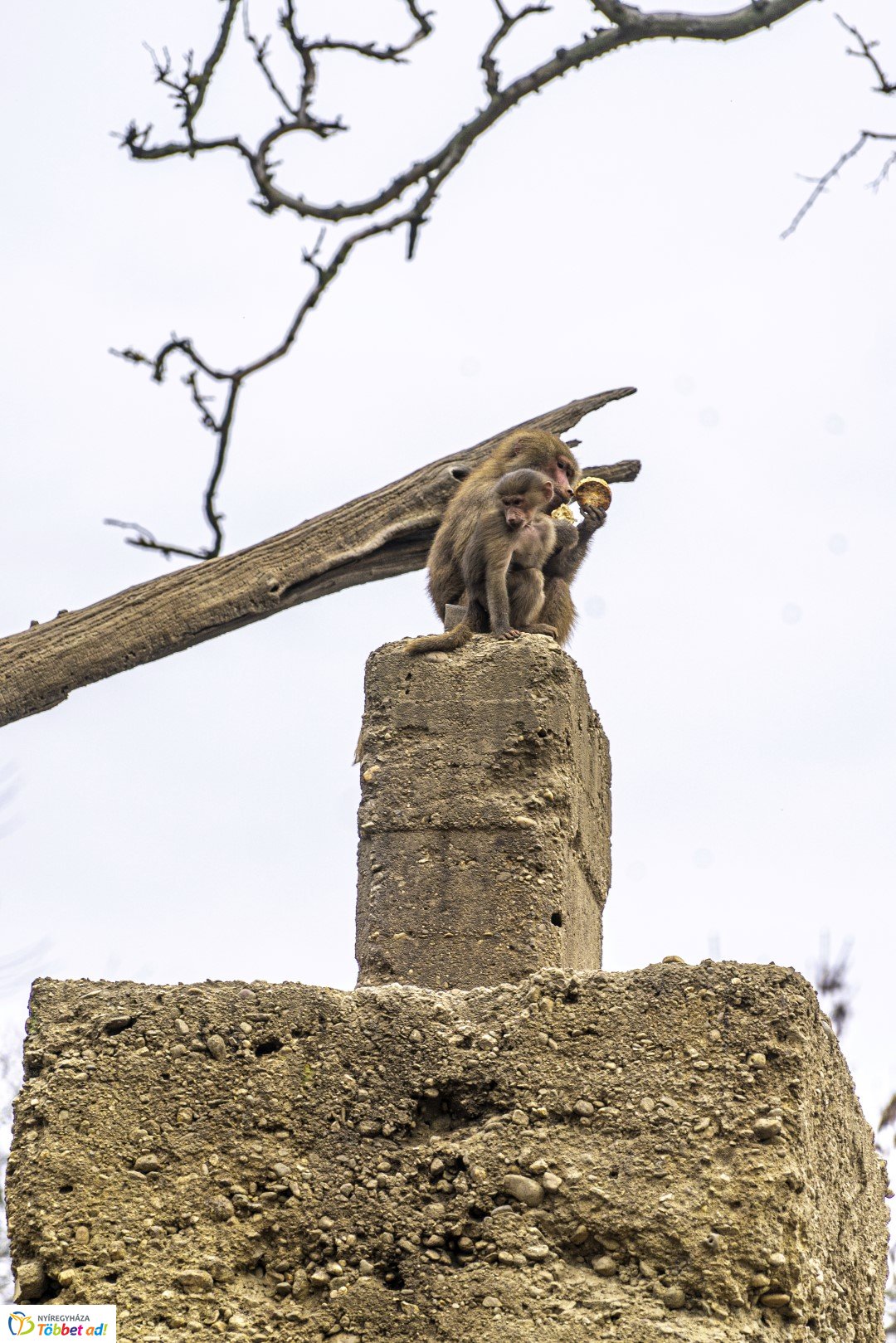 Őszi séta az Nyíregyházi Állatparkban