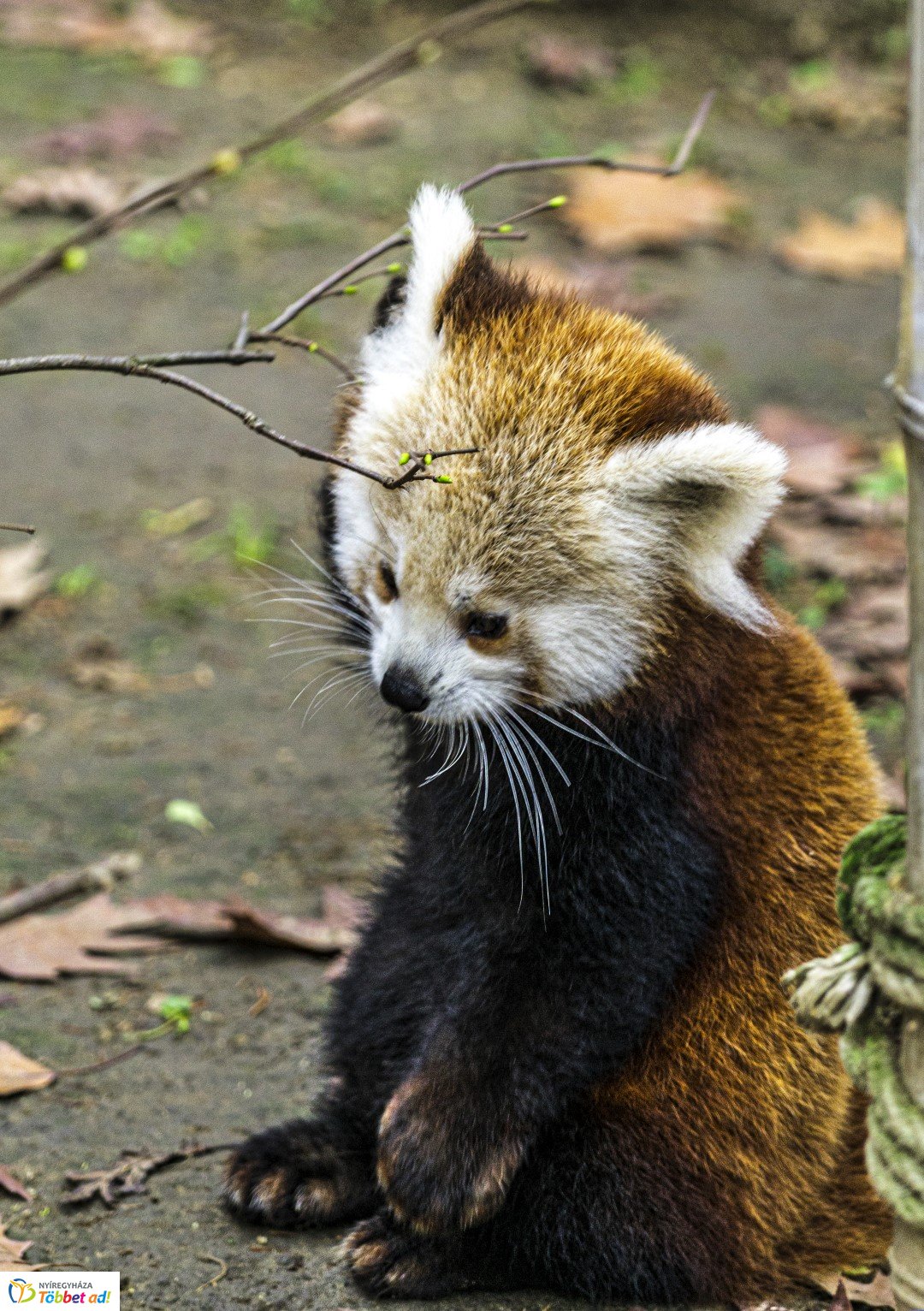 Őszi séta az Nyíregyházi Állatparkban