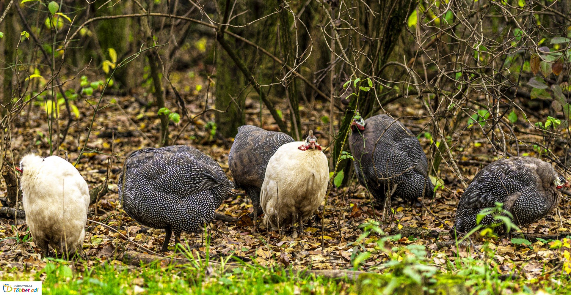 Őszi séta az Nyíregyházi Állatparkban