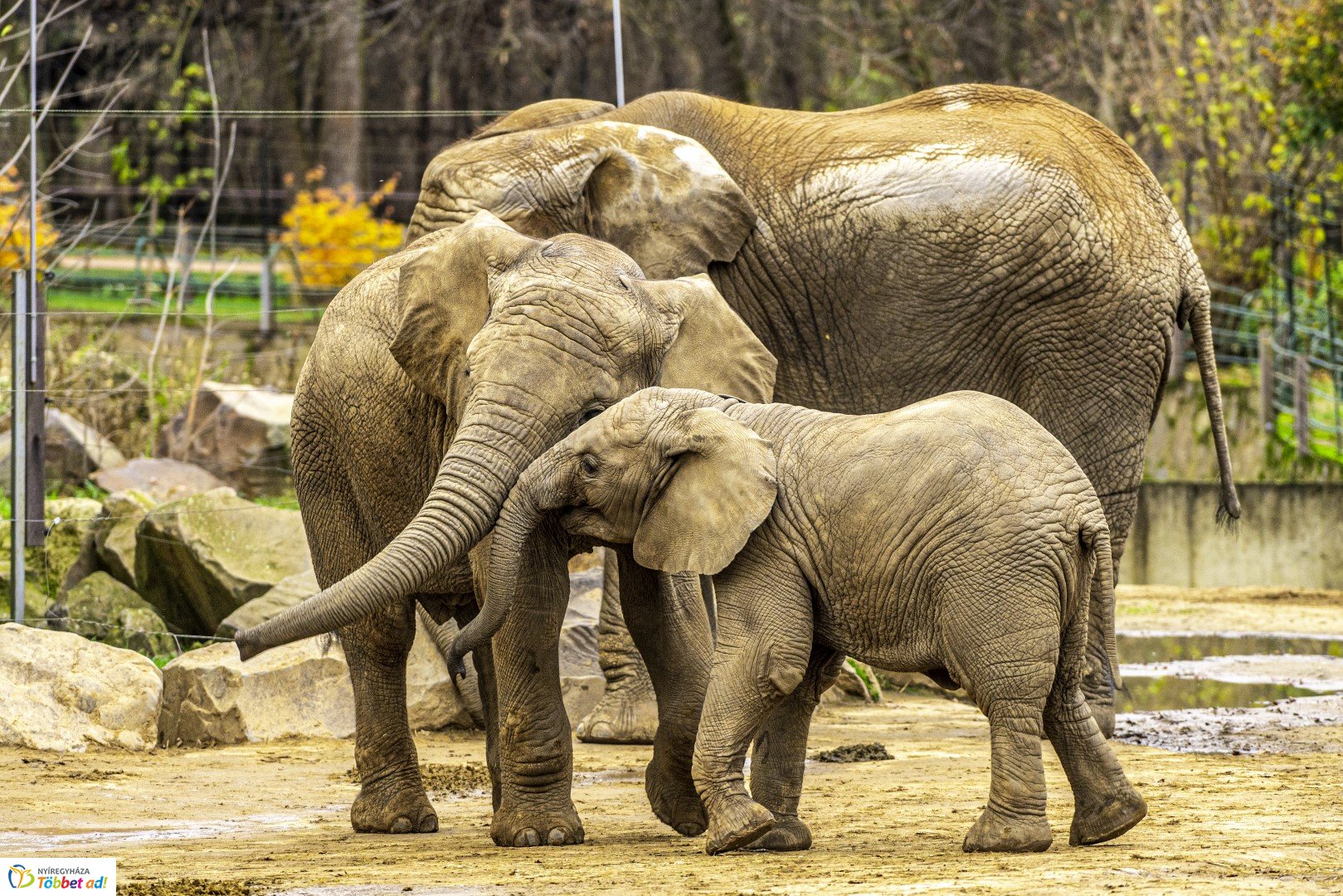 Őszi séta az Nyíregyházi Állatparkban