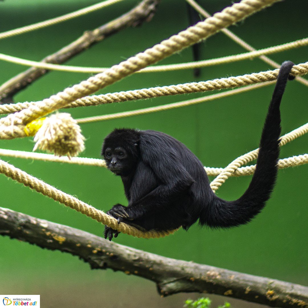 Őszi séta az Nyíregyházi Állatparkban