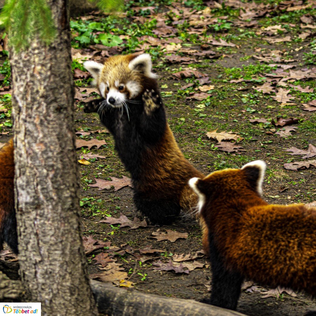 Őszi séta az Nyíregyházi Állatparkban