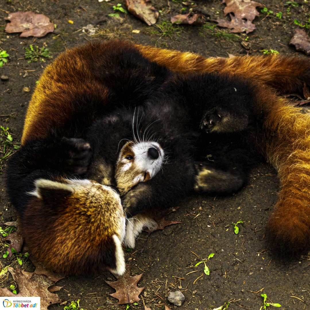 Őszi séta az Nyíregyházi Állatparkban