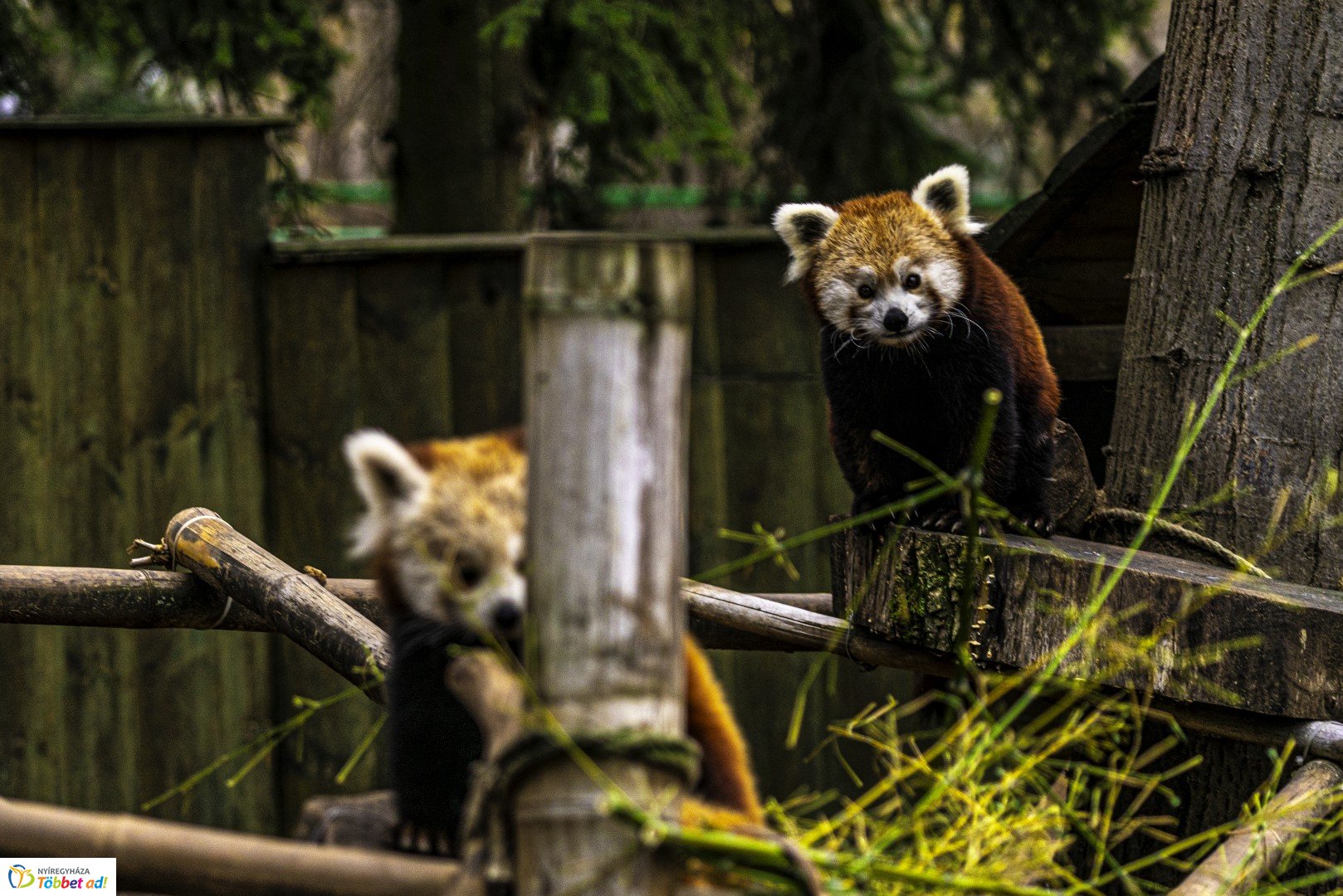 Őszi séta az Nyíregyházi Állatparkban
