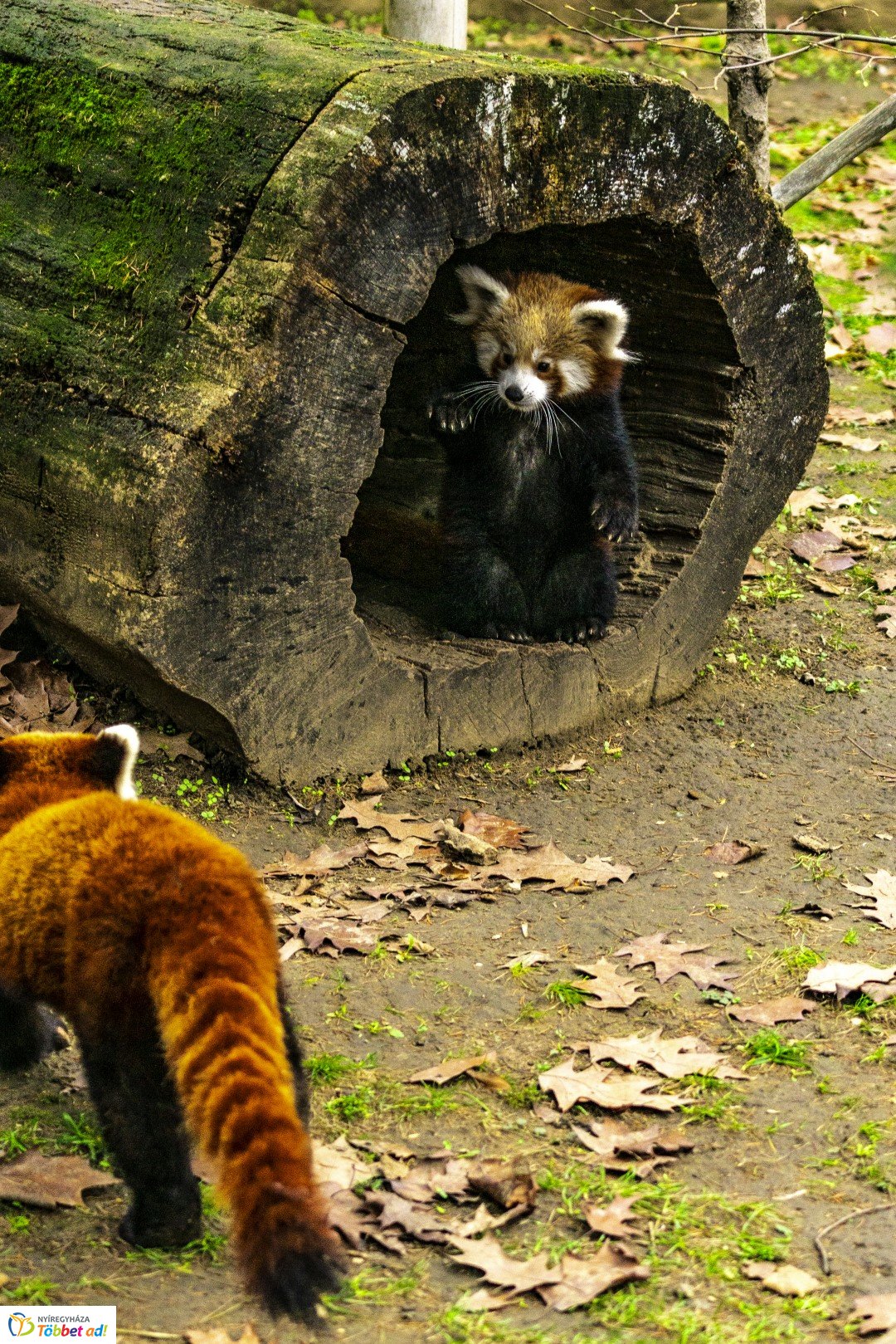 Őszi séta az Nyíregyházi Állatparkban