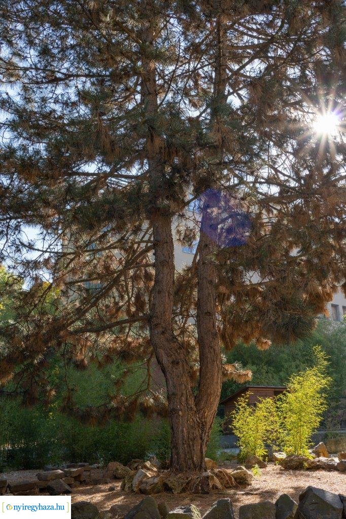 Őszi színek az egyetemen