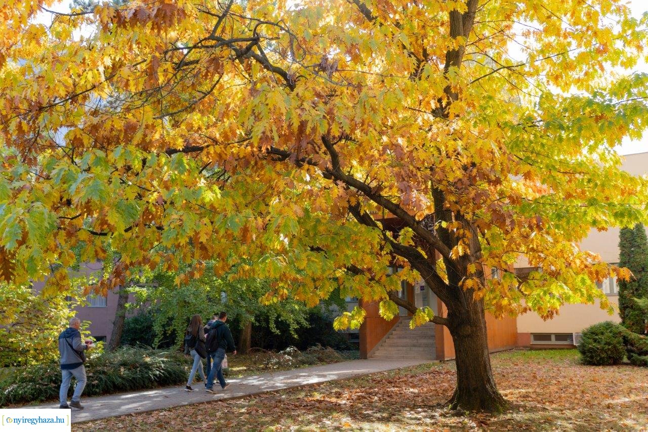Őszi színek az egyetemen