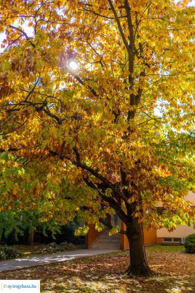 Őszi színek az egyetemen