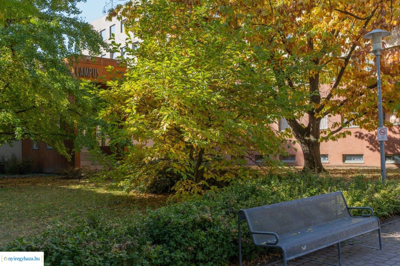 Őszi színek az egyetemen