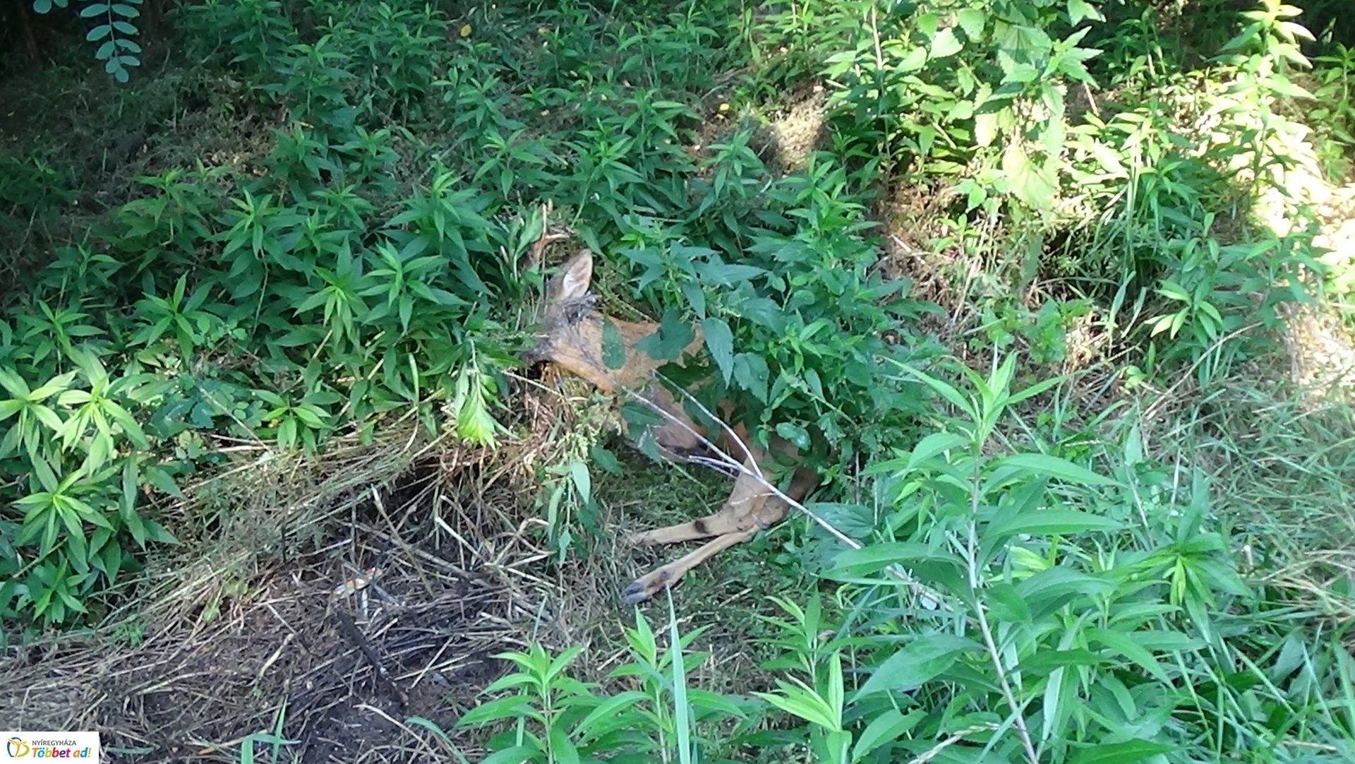Őzet gázoltak Nyírjestanyánál – A vad túlélte az esetet