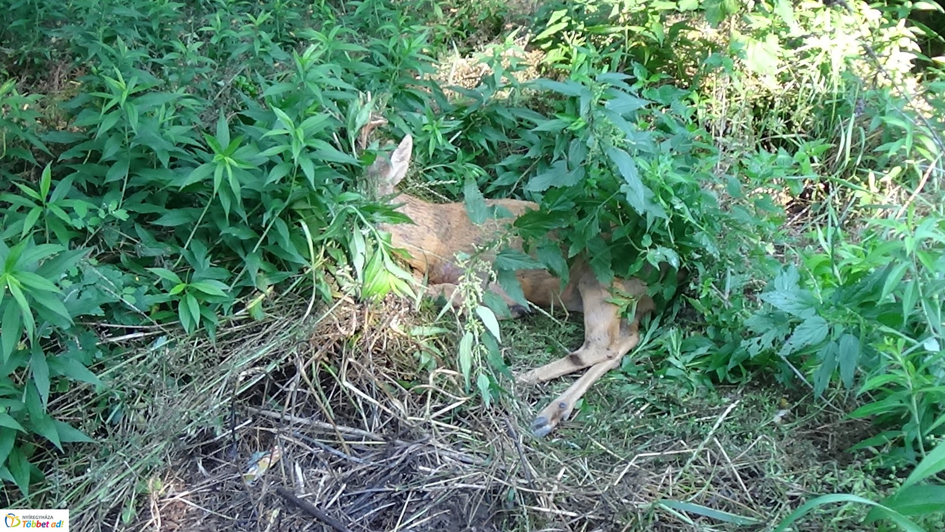 Őzet gázoltak Nyírjestanyánál – A vad túlélte az esetet