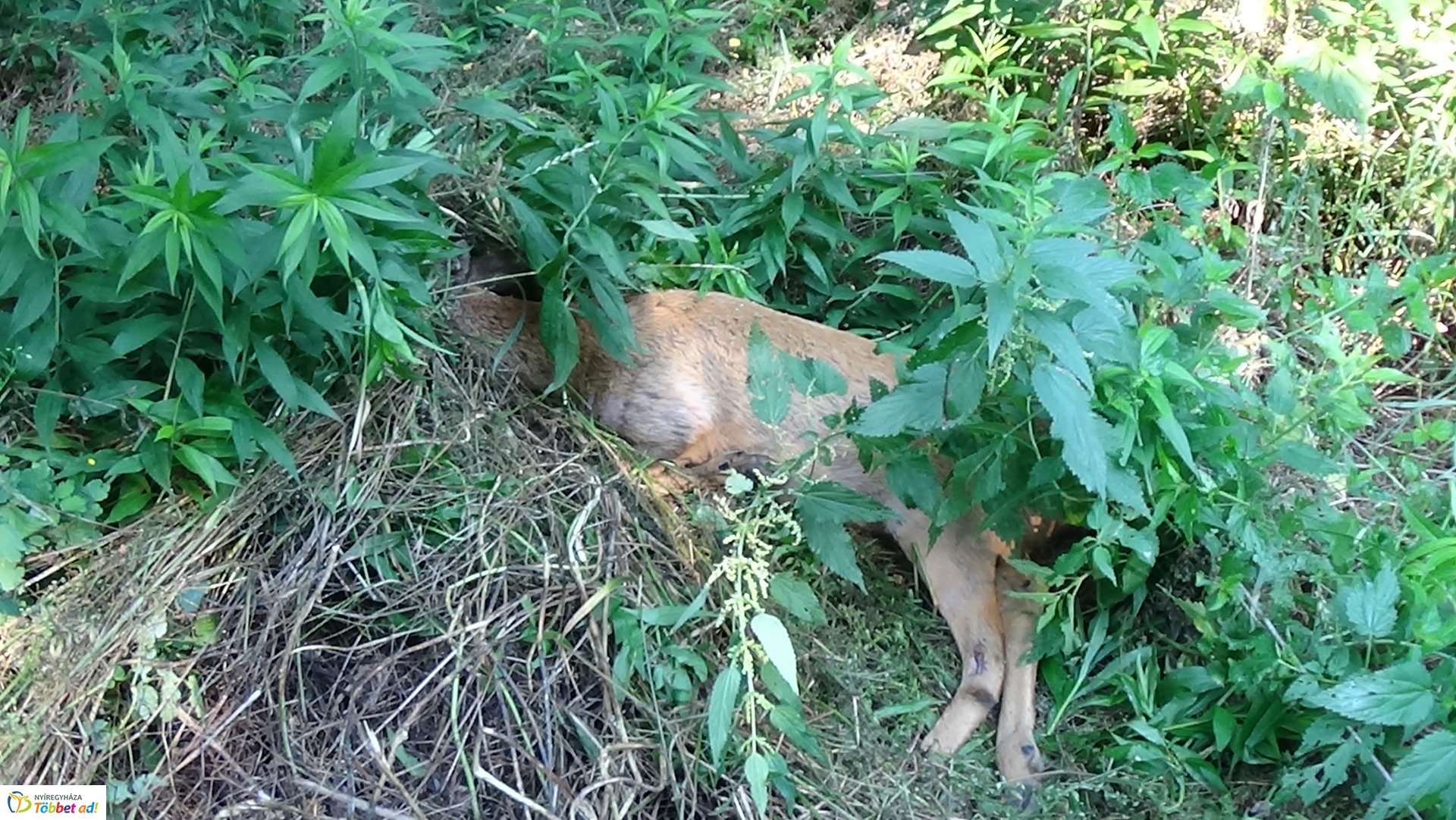 Őzet gázoltak Nyírjestanyánál – A vad túlélte az esetet