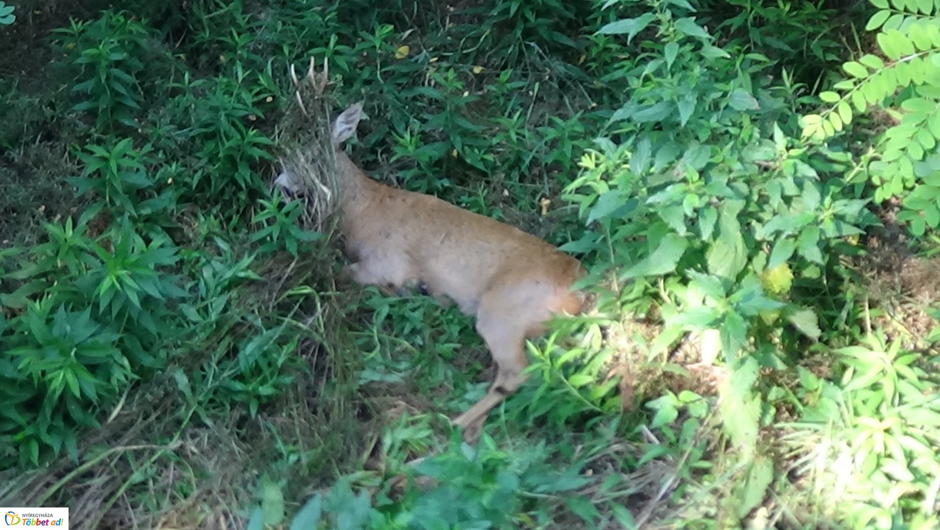 Őzet gázoltak Nyírjestanyánál – A vad túlélte az esetet
