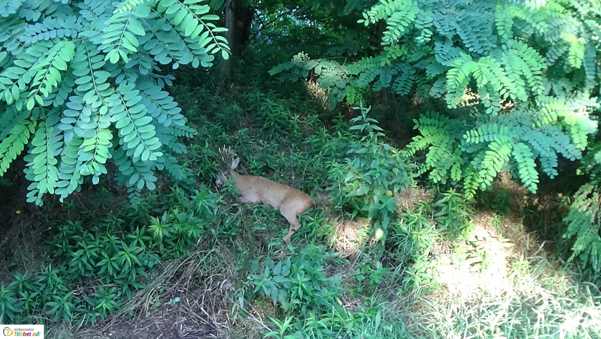 Őzet gázoltak Nyírjestanyánál – A vad túlélte az esetet
