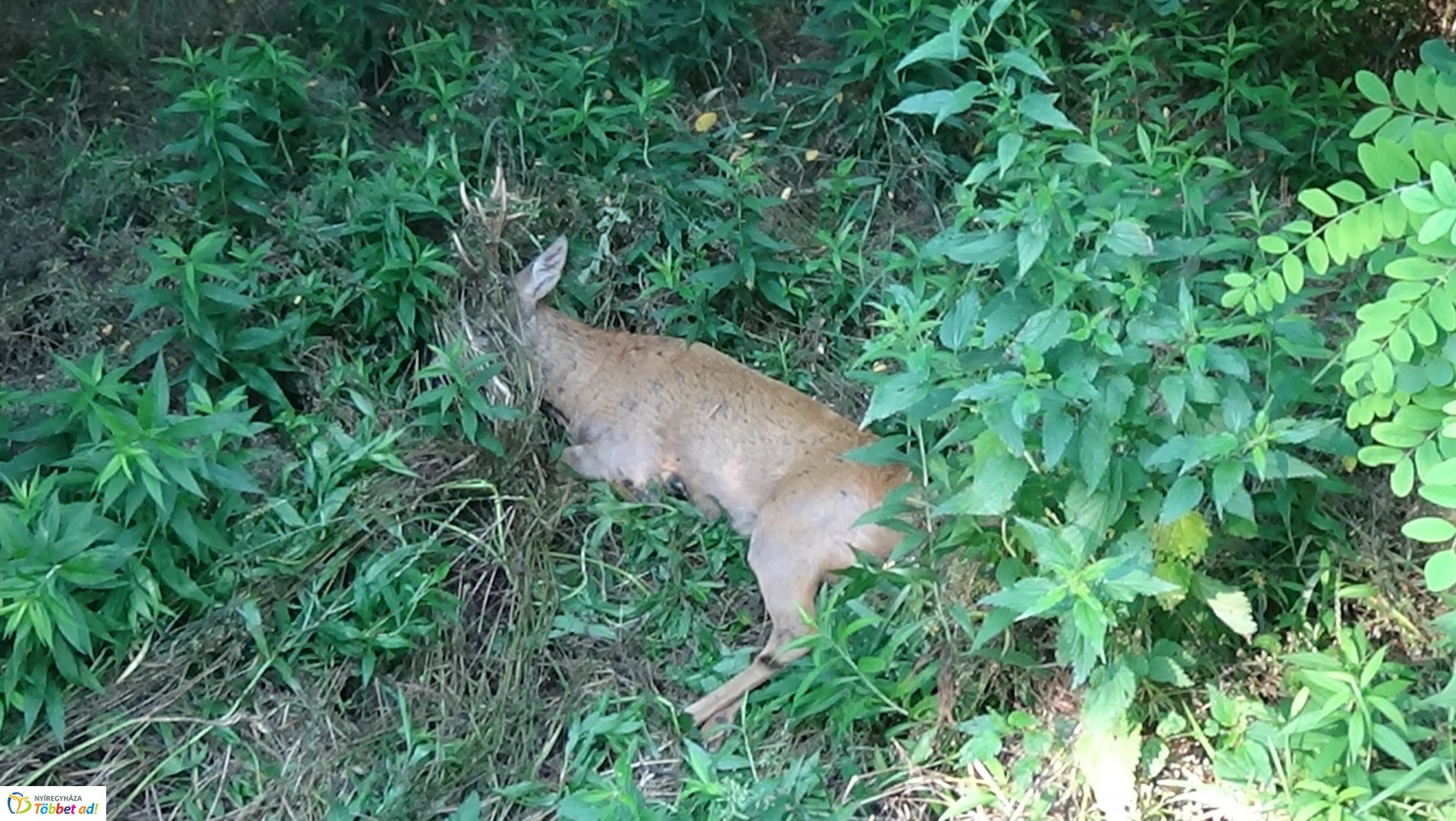 Őzet gázoltak Nyírjestanyánál – A vad túlélte az esetet