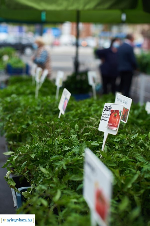 Palánta vásár a Búza téri piacon 2021 05 01