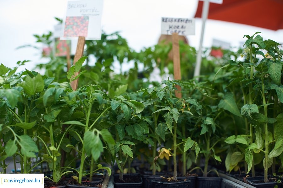 Palánta vásár a Búza téri piacon 2021 05 01