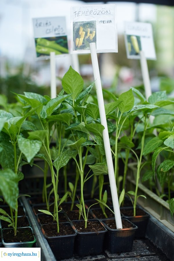 Palánta vásár a Búza téri piacon 2021 05 01