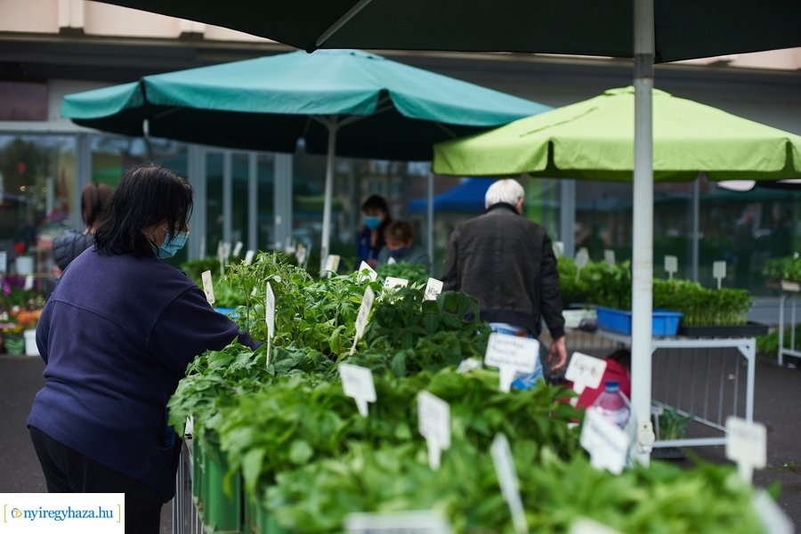 Palánta vásár a Búza téri piacon 2021 05 01