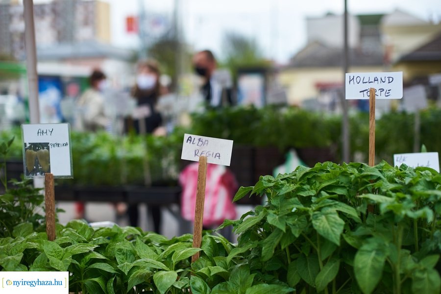 Palánta vásár a Búza téri piacon 2021 05 01