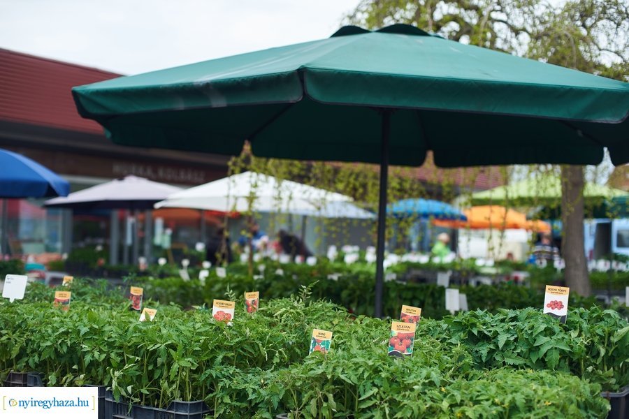 Palánta vásár a Búza téri piacon 2021 05 01