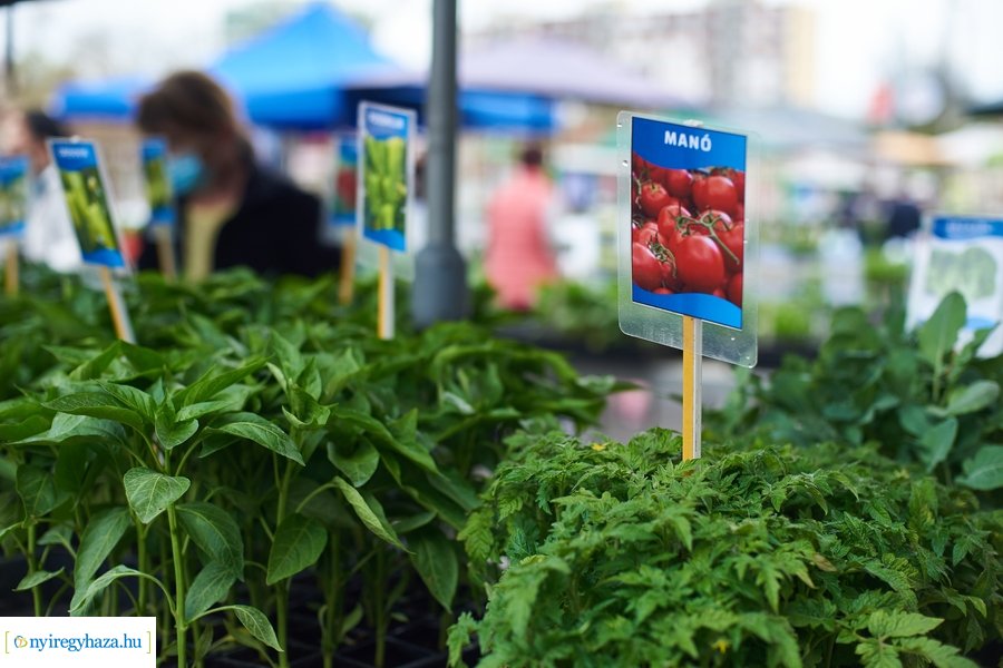 Palánta vásár a Búza téri piacon 2021 05 01