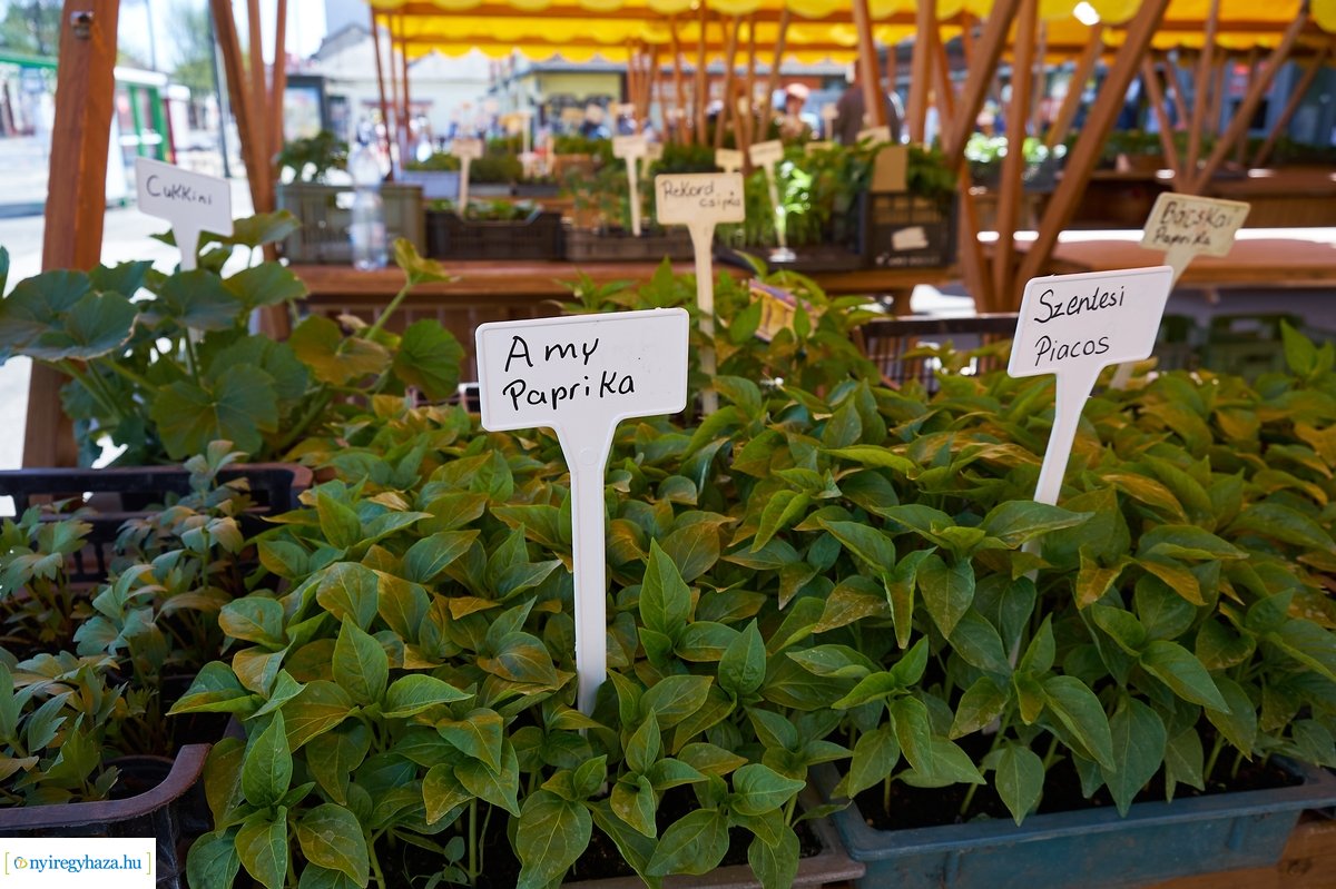 Palántavásár a Búza téren